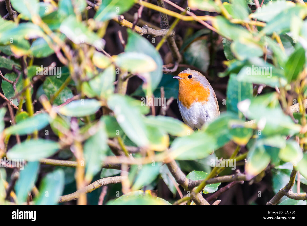Robin rosso seduto in un albero che guarda a Kensington Gardens, Londra, Regno Unito Foto Stock
