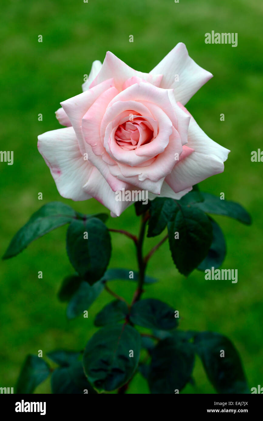 Rosa sposa fryearn rose flower pink fioritura fragranti fiori profumati fiori RM Foto Stock