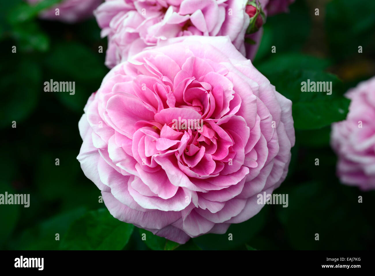 Rosa Gertrude Jekyll ausbord rose fiore rosa fiori di fioritura di fragranti profumi di arrampicare Climber arbusti arbusto floreale RM Foto Stock