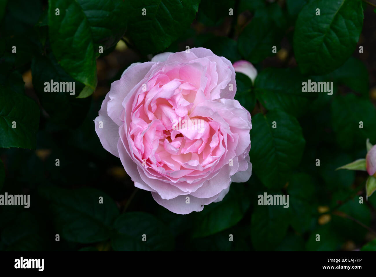 Rosa ausblush patrimonio di fiori di rose rosa fiori di fioritura di fragranti profumi di scalatore arrampicata arbusti arbusto floreale RM Foto Stock
