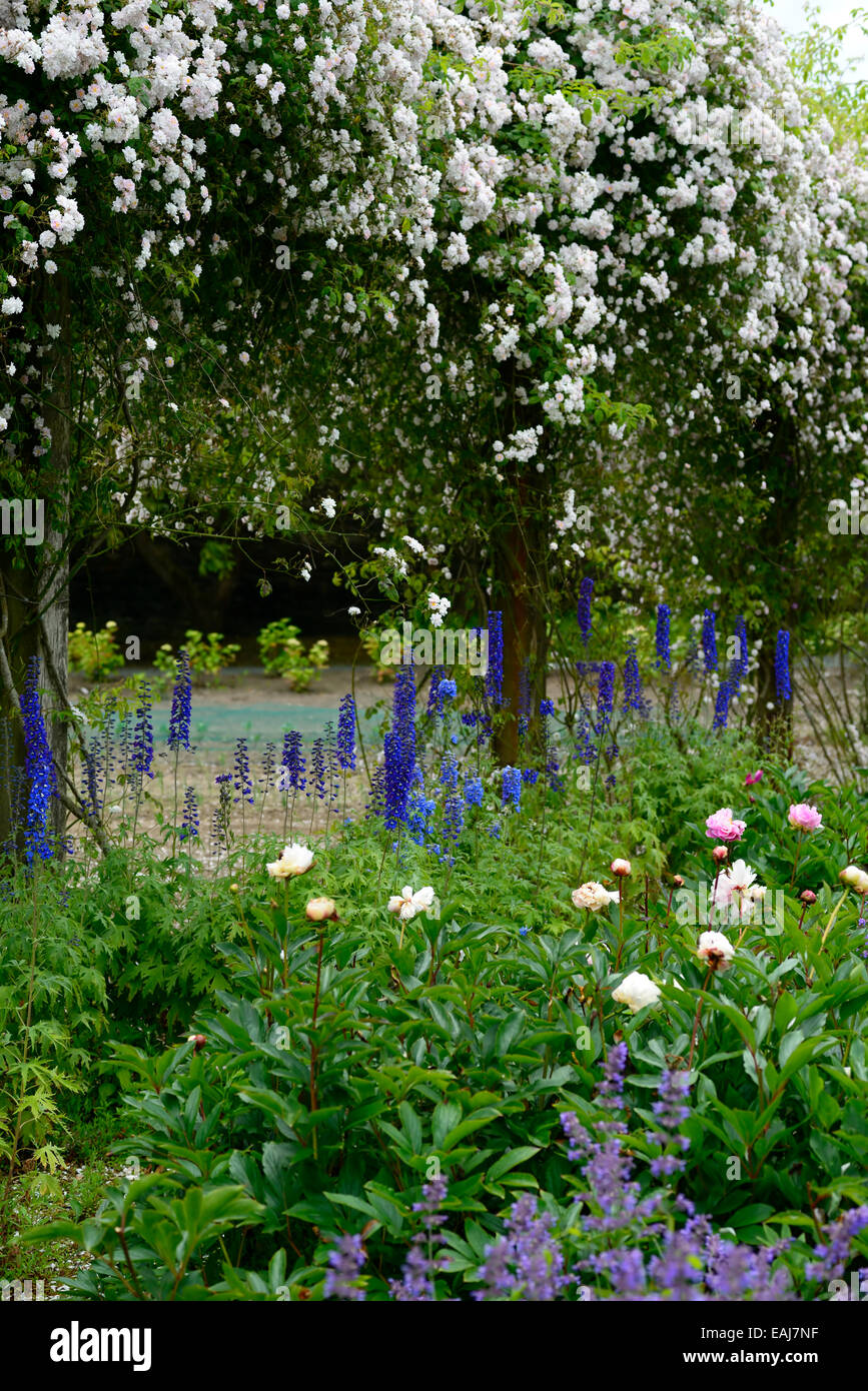 Rosa Paul's Himalayan Musk rose fiore bianco arbusto rampicante arbusti fioriti fiori RM bordo floreale delphinium peonia bed nepeta Foto Stock