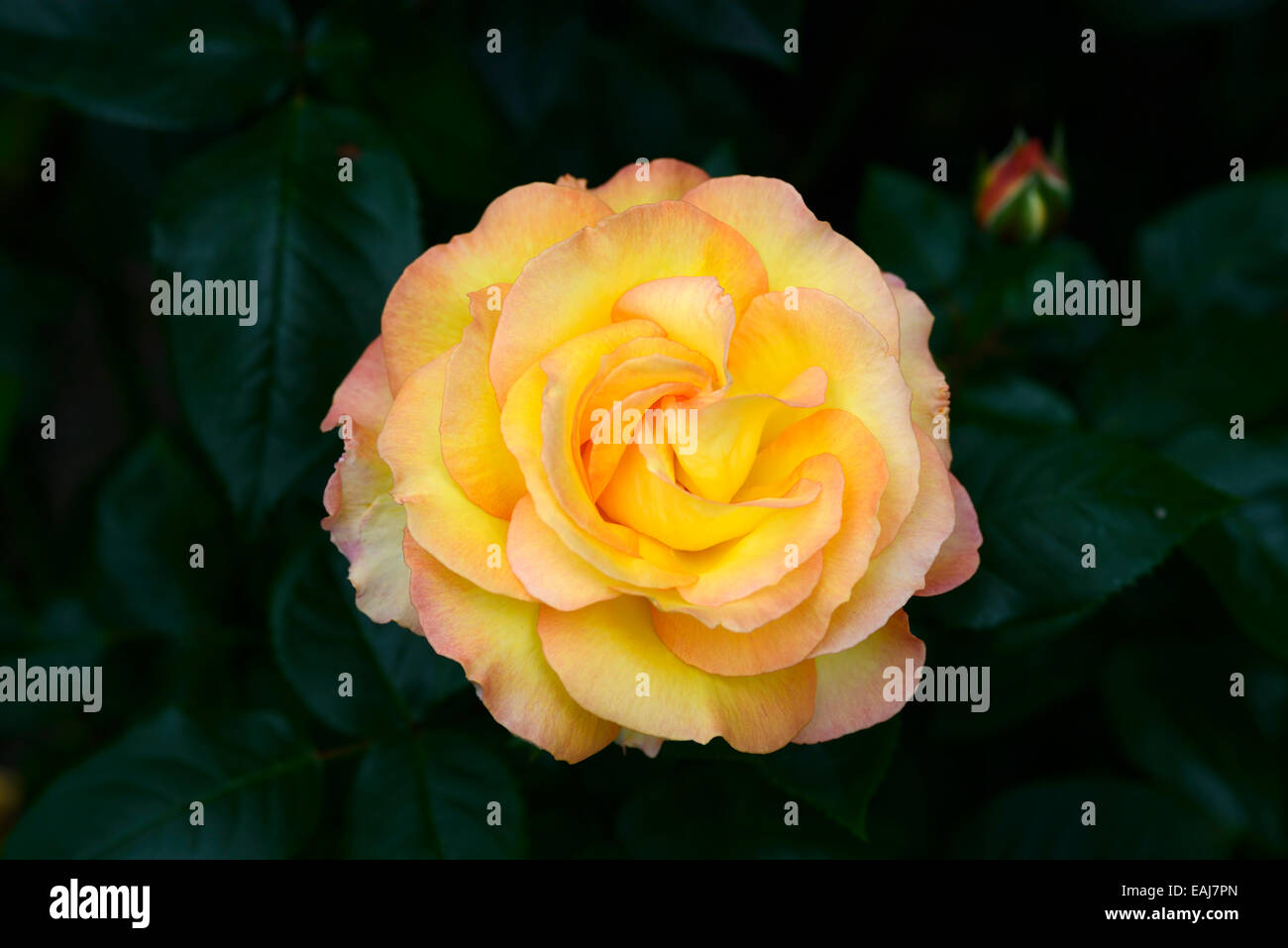 Rosa solitaire rose fiore doppio giallo di Albicocche Pesche arbusti arbusto colore i colori dei fiori di fioritura Hybrid tè floreale RM Foto Stock