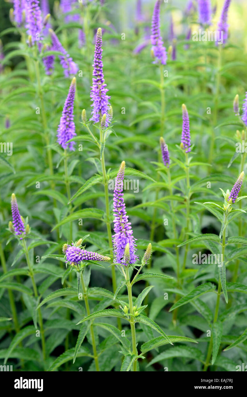 Spighe di fiori viola immagini e fotografie stock ad alta risoluzione -  Alamy