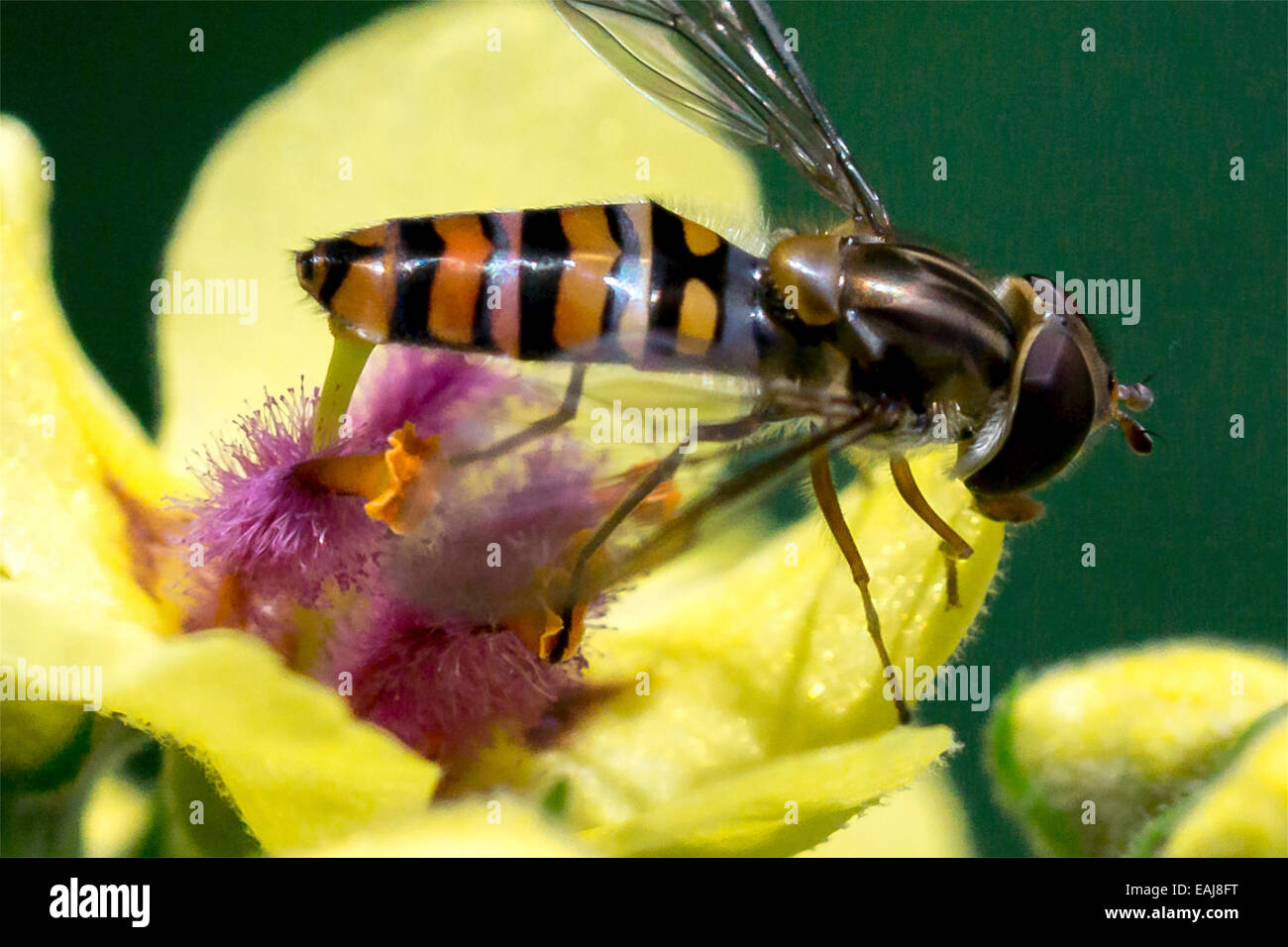 Wasp seduti su fiori gialli Foto Stock