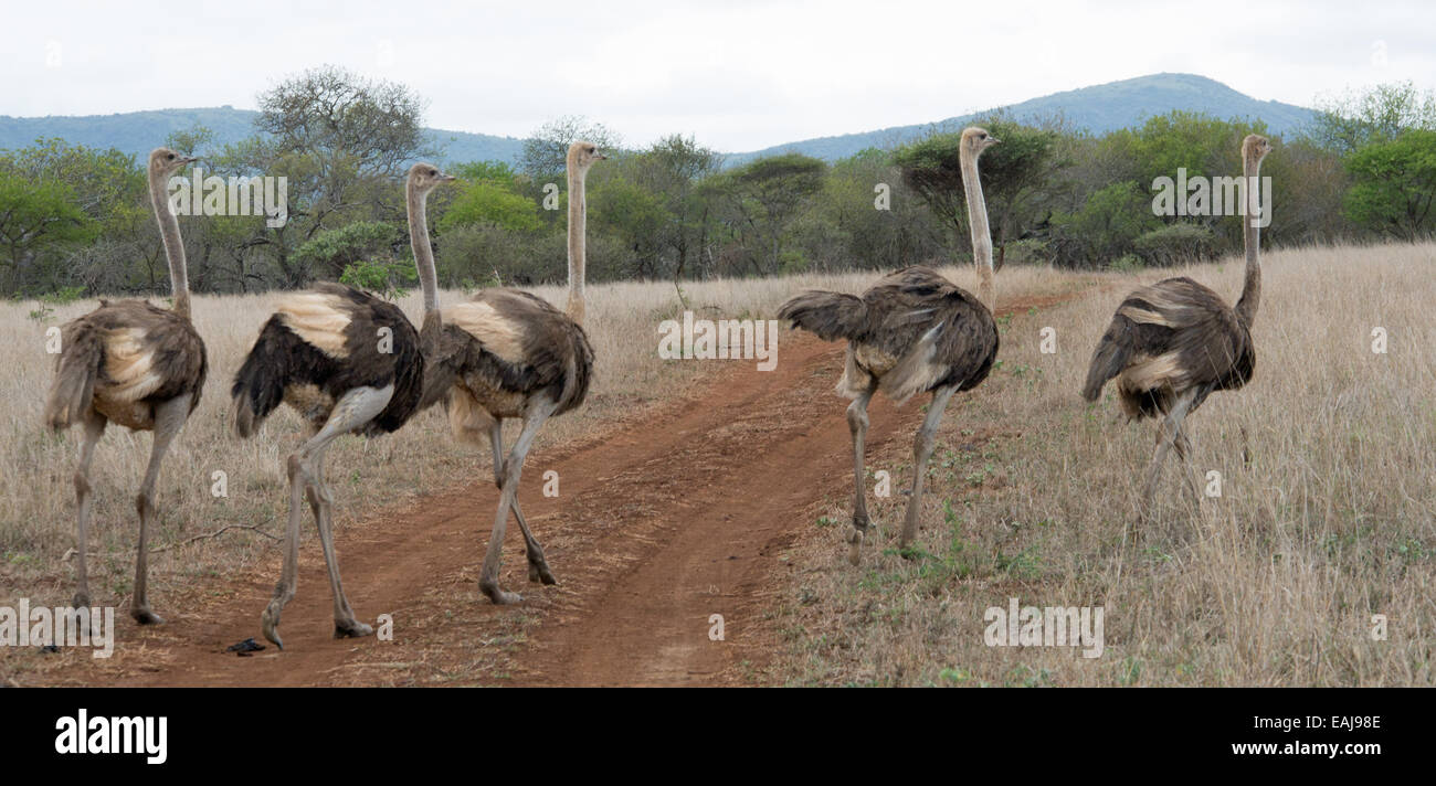 Addio al nubilato Foto Stock
