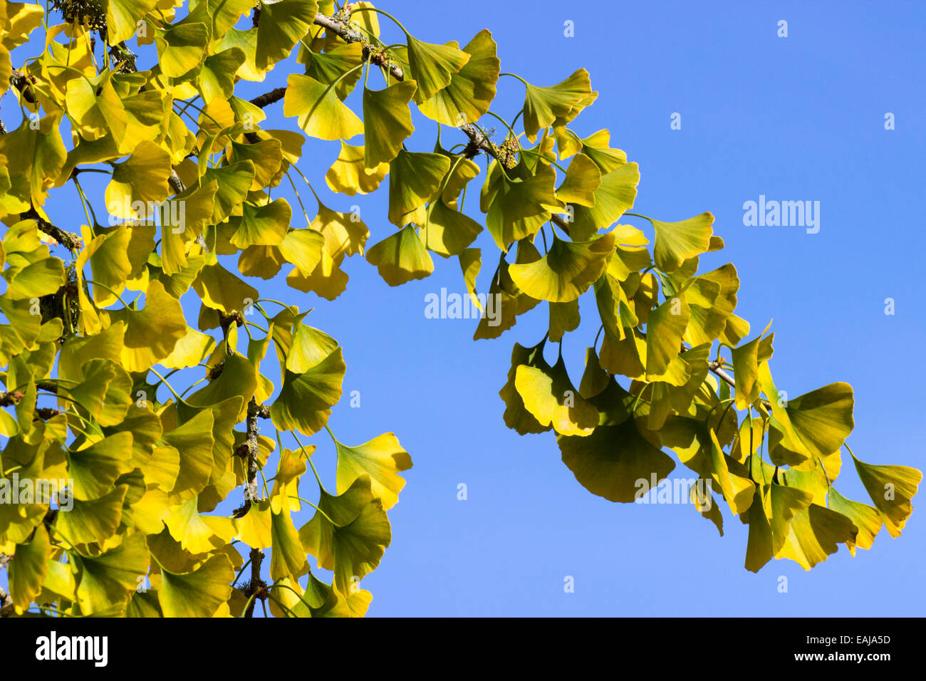 Giallo autunno foglie di Ginkgo biloba, la maidenhair tree, in contrasto con il blu del cielo di novembre Foto Stock