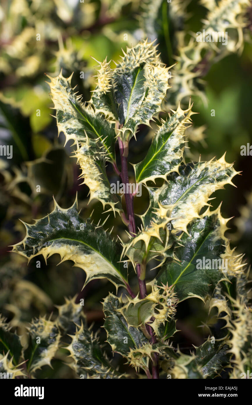 Ilex aquifolium 'Ferox Argentea', l'argento riccio holly, ha spine sulla foglia superficie così come i margini. Foto Stock