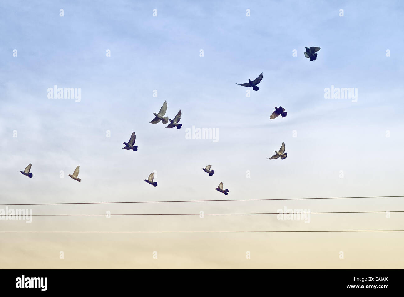 Stormo di piccioni volare sopra i fili di alimentazione. Foto Stock