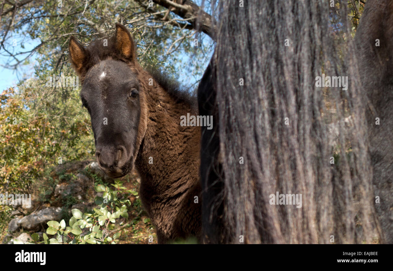 Puledro nascondersi dietro a mare madre cavallo in montagne di andalusia. Spagna. Foto Stock