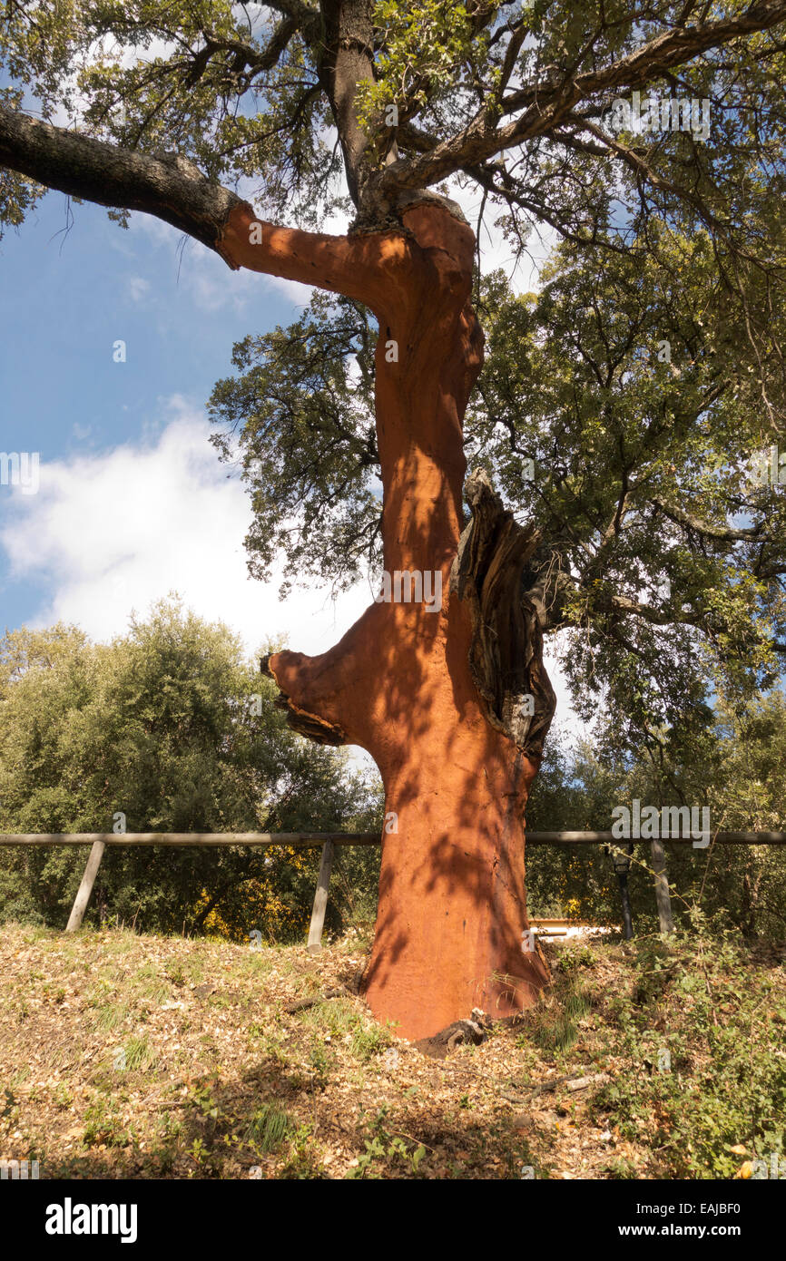 Spogliato di querce da sughero corteccia, Quercus suber. Andalusia, Spagna. Foto Stock