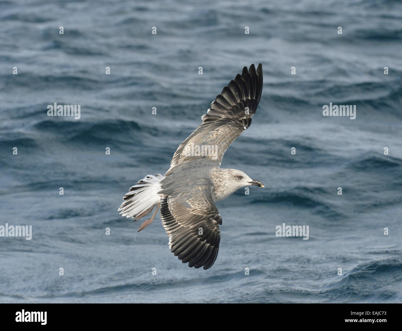 Lesser Black-backed Gull - Larus fuscus - 2° inverno Foto Stock
