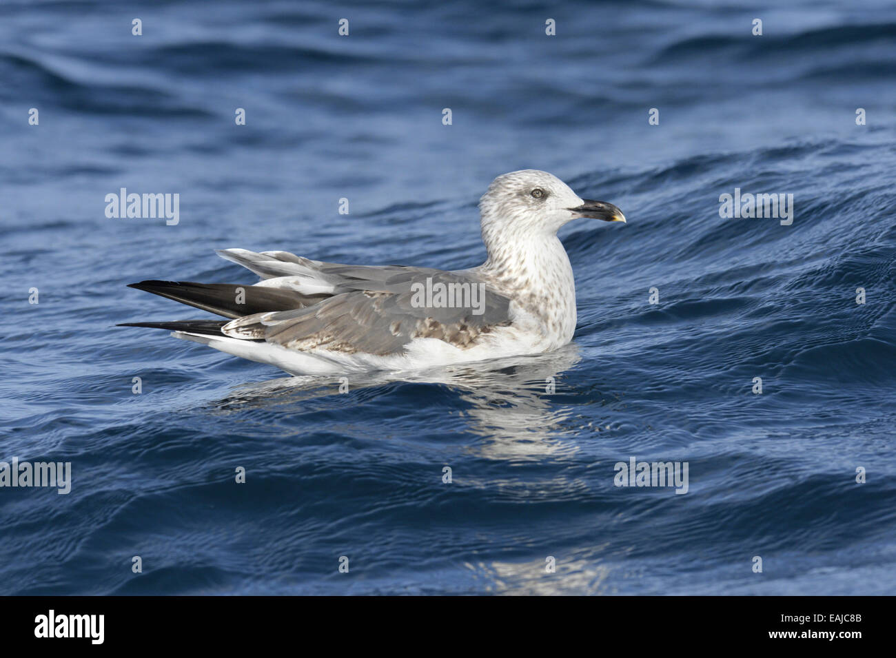 Lesser Black-backed Gull - Larus fuscus - 2° inverno Foto Stock