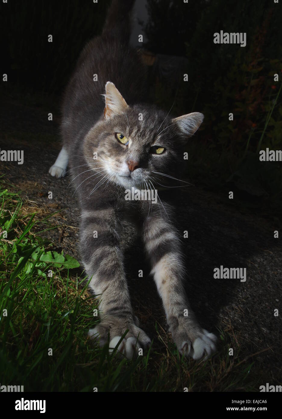 Tabby cat stretching di notte Foto Stock