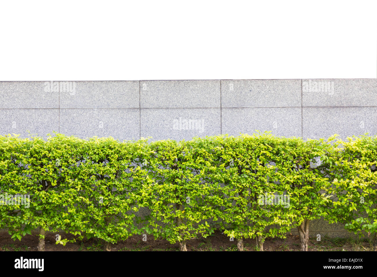 Recinzione in mattoni dietro il giardino decorativo isolato su sfondo bianco. Foto Stock