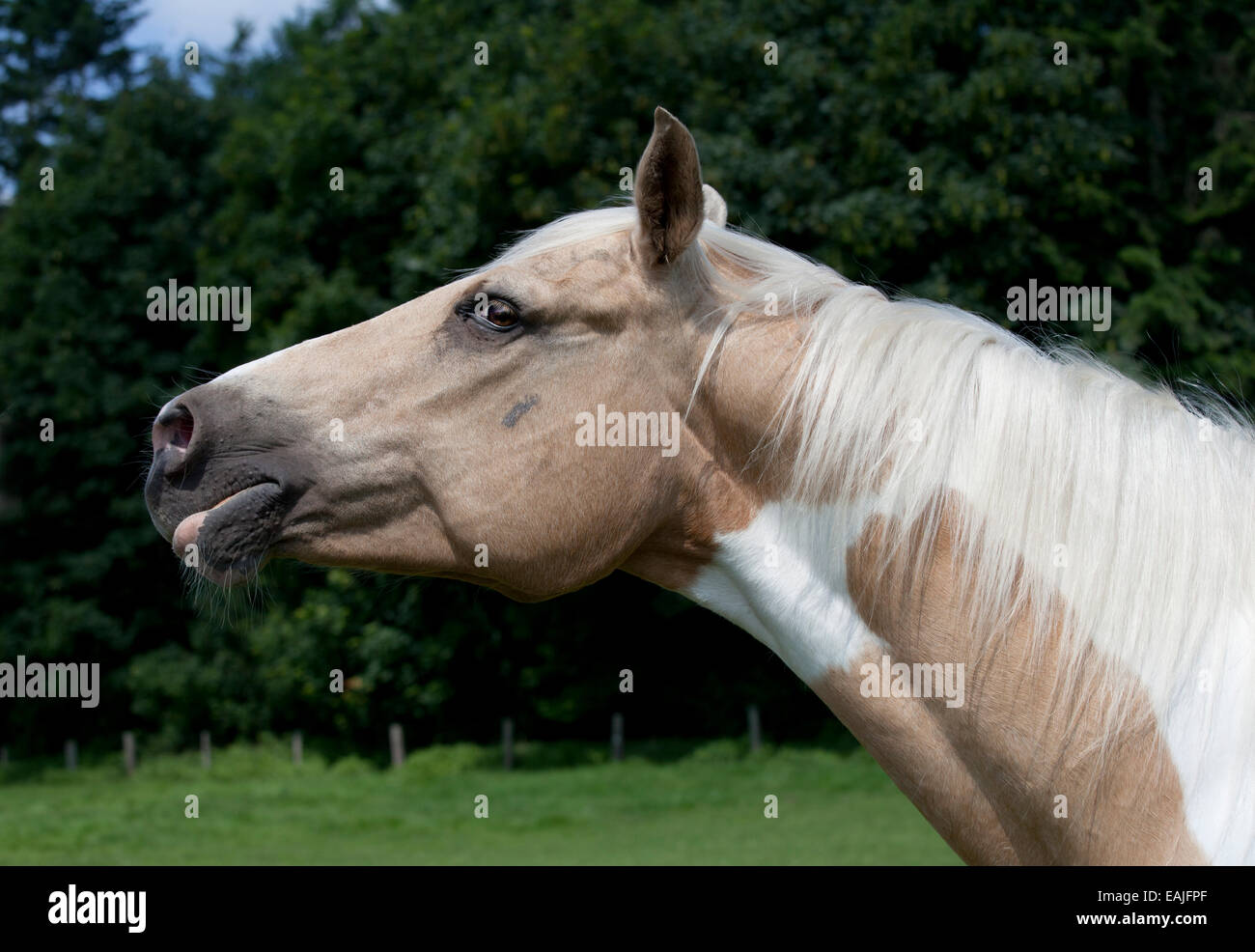 Testa di cavallo con briglia fine ritratto Palomino paint Foto Stock