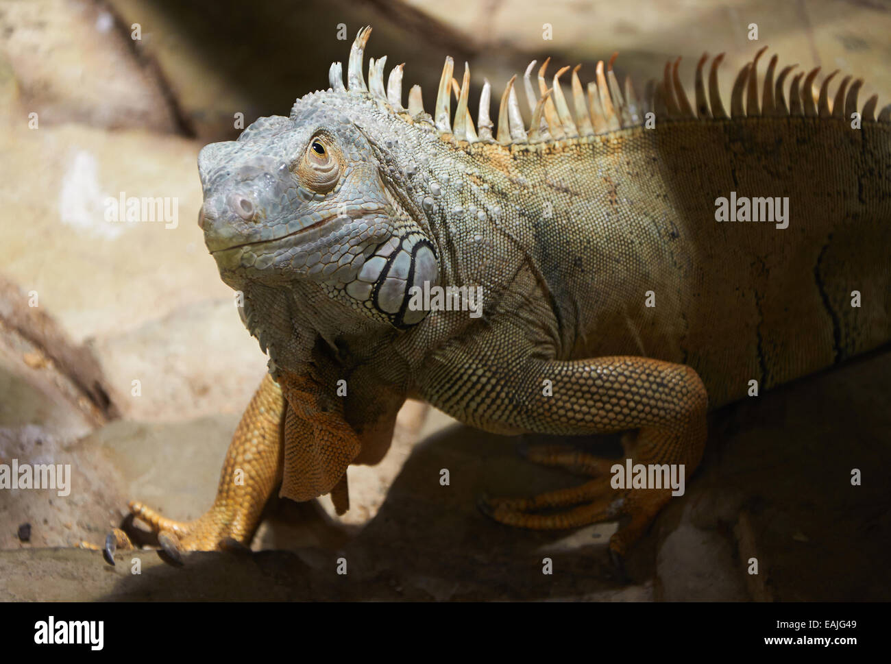 Iguana verde verticale con luce sulla sua testa Foto Stock