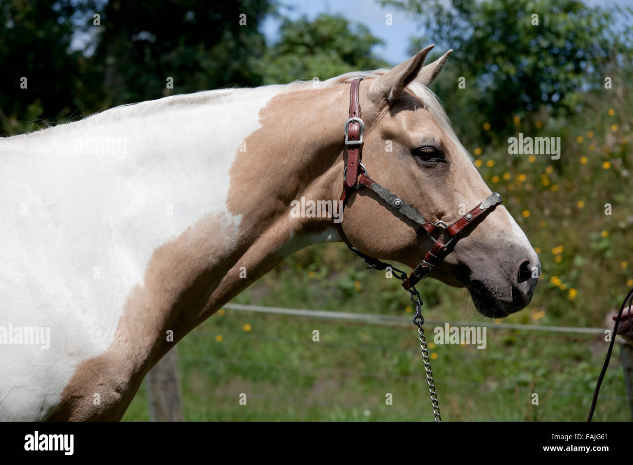 Testa di cavallo con briglia fine ritratto Palomino paint Foto Stock