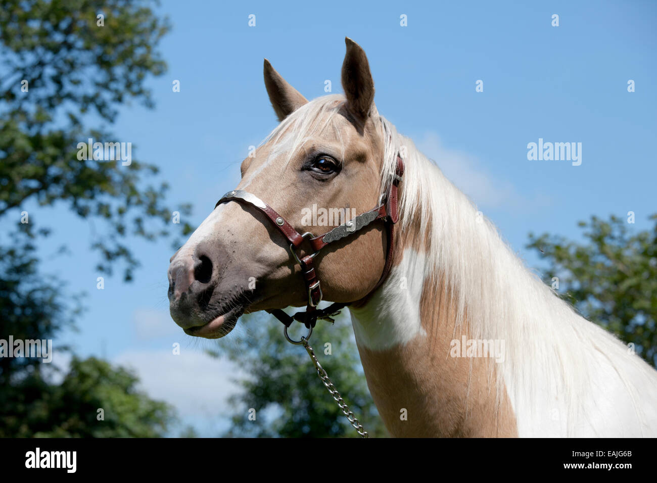 Testa di cavallo con briglia fine ritratto Palomino paint Foto Stock