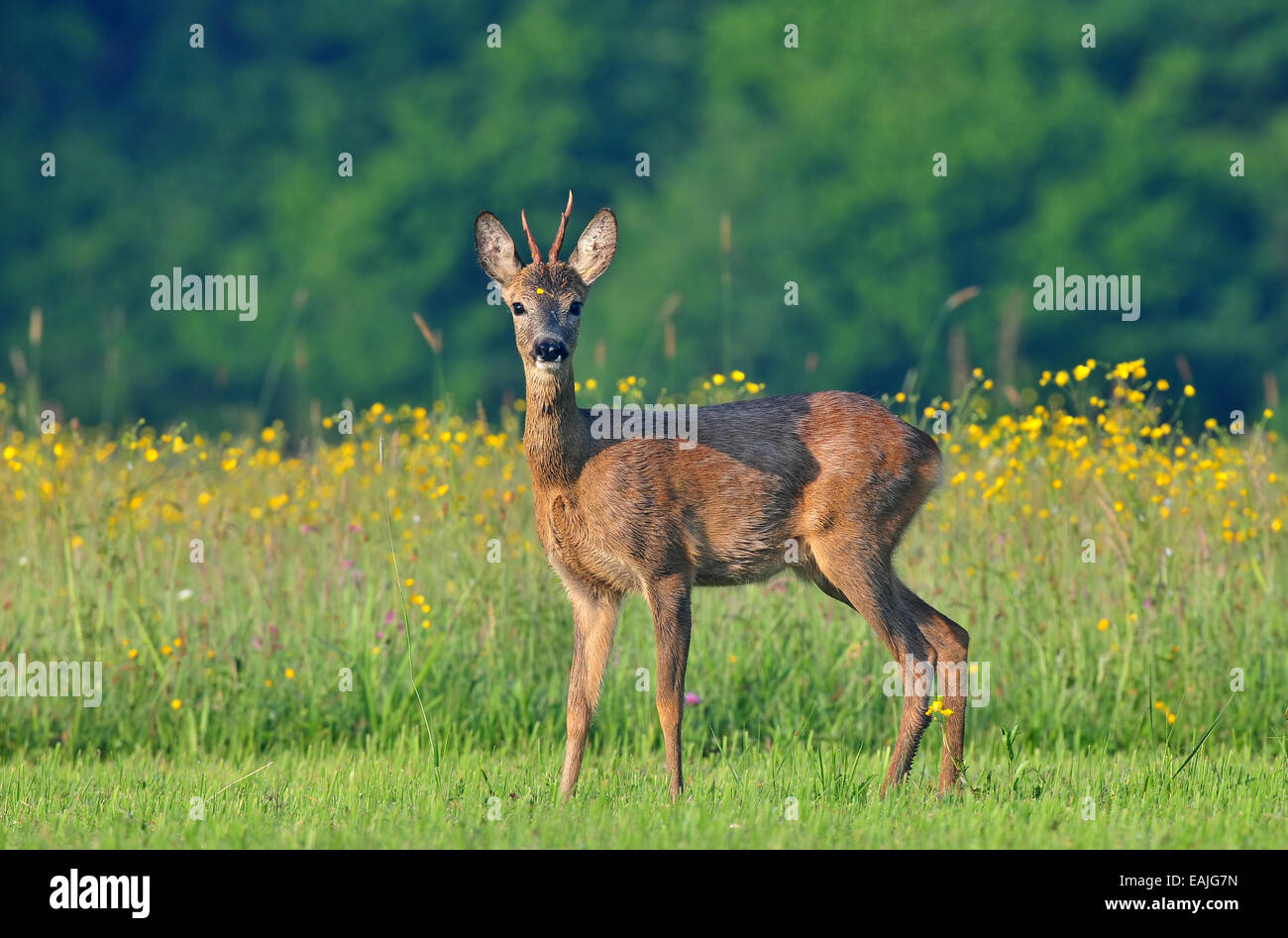 Capriolo con fiori gialli in background Foto Stock