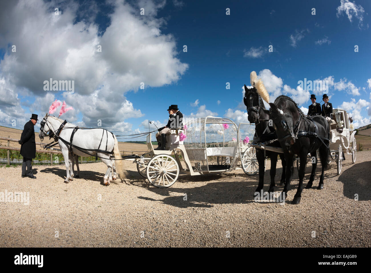 Squadre di cavalli con carrozze ingaggiato per matrimoni Foto Stock