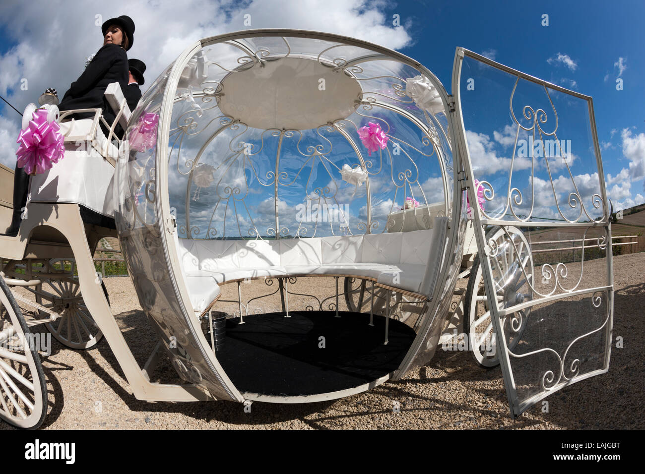 Squadre di cavalli con carrozze ingaggiato per matrimoni Foto Stock