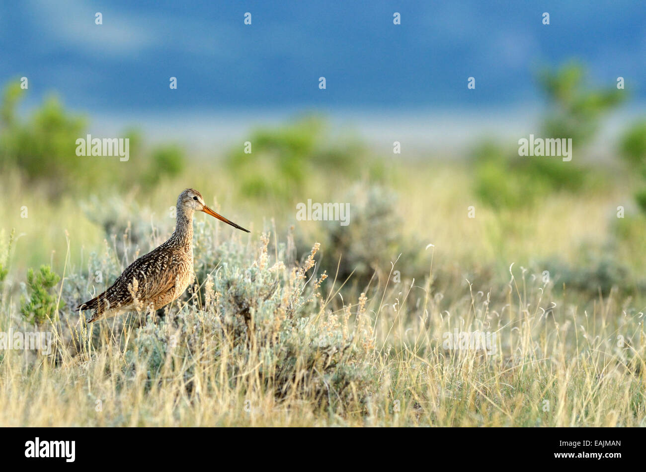 Godwit in marmo sulle pianure del nord del Montana. Charles M. Russell National Wildlife Refuge, American prateria regione di riserva. Foto Stock