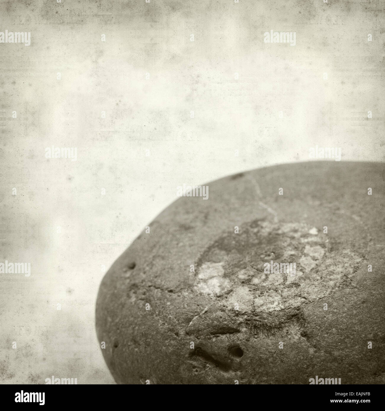 Textured vecchia carta sfondo con sassi con ammonita combustibili Foto Stock