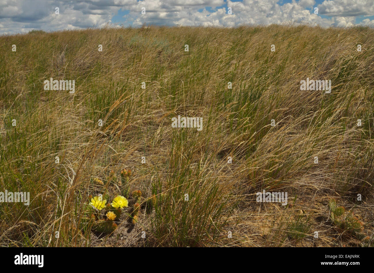 Un fico d'india cactus fiorisce mentre prairie praterie piegarsi alla forza del vento a praterie americane Riserva, Great Plains MT Foto Stock Un fico d'india cactus fiorisce mentre prairie praterie piegarsi alla forza del vento a praterie americane Riserva, Great Plains MT Foto Stock
