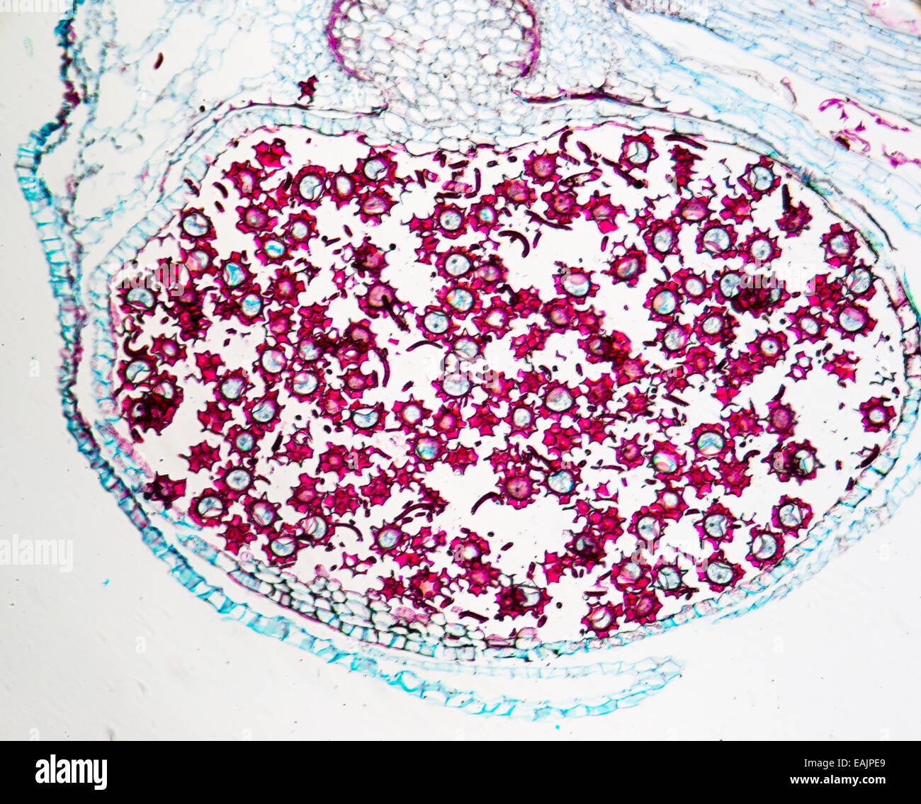 Marchrrtia liverwort sporofito maturo, L.S. La micrografia di luce. Foto Stock
