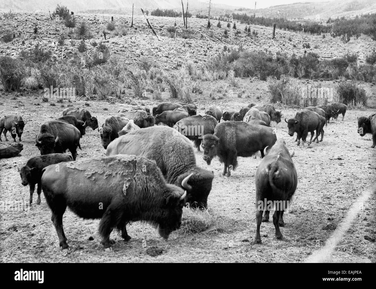 Roosevelt, re di allevamento, a baia, e Carrie Nazione, dehorned Bison. Parco Nazionale di Yellowstone. 1907 Foto Stock