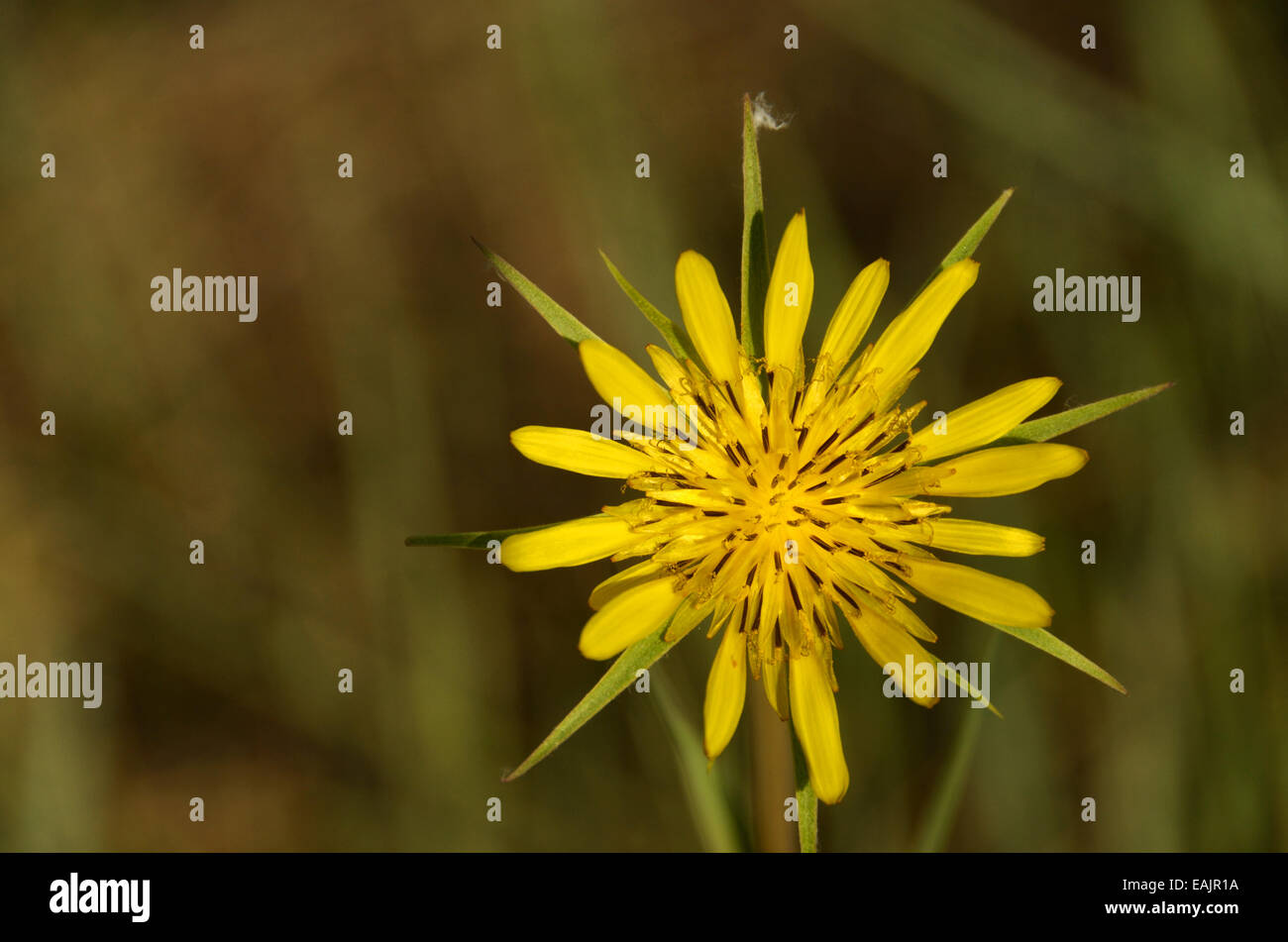 Giallo salsefrica nel fiume Missouri si rompe. American prateria regione Riserva della C.M. Russell National Wildlife Refuge. Foto Stock