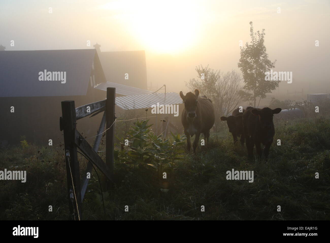 Vacche di manzo in una nebbiosa mattina in una fattoria del Vermont Foto Stock