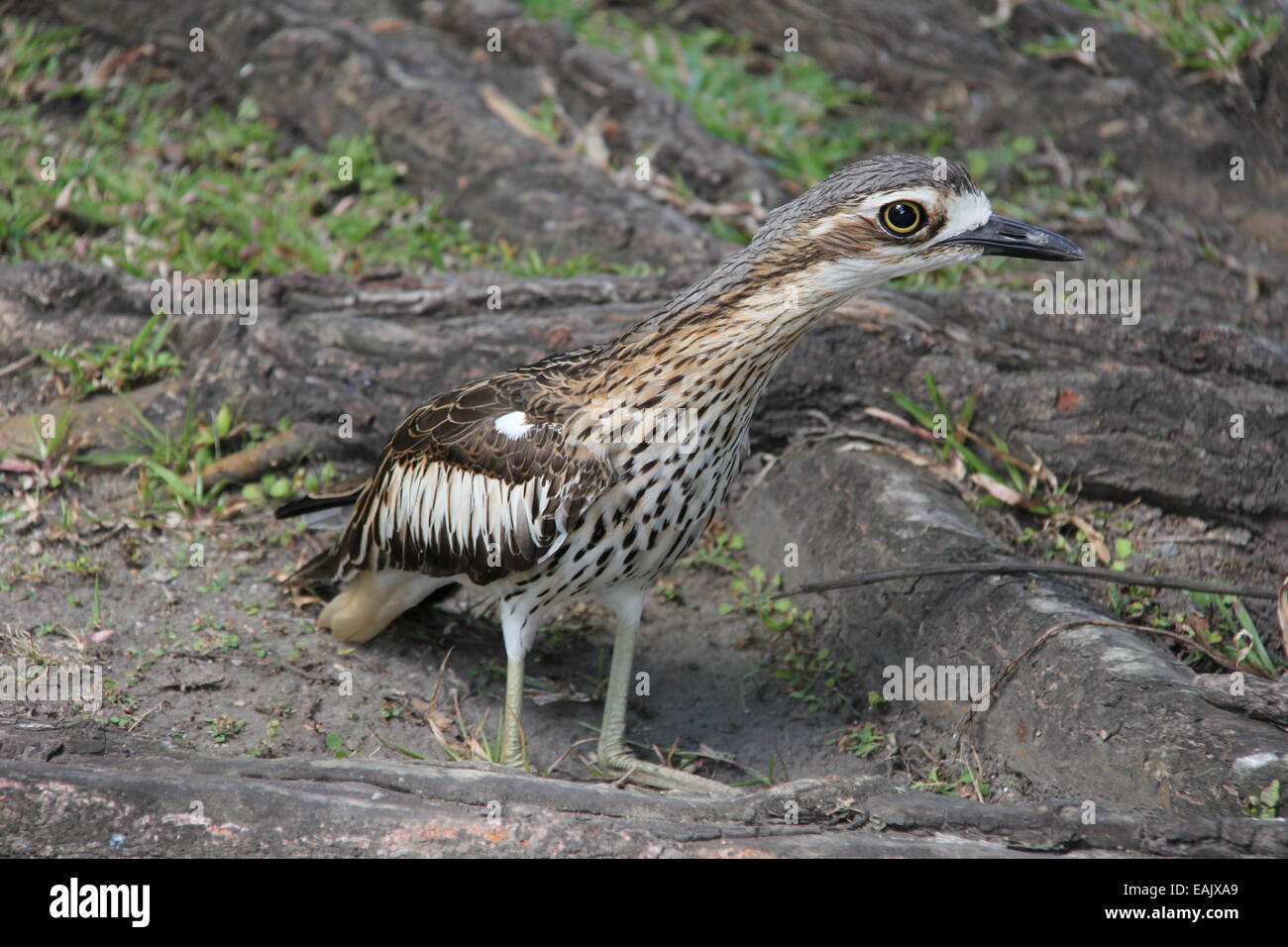 Bush in pietra (curlew Burhinus grallarius) Foto Stock