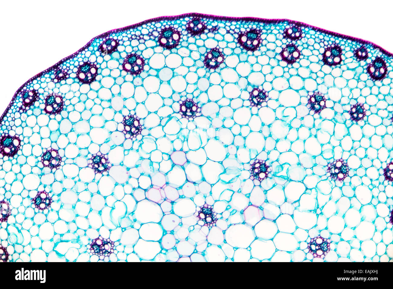 Stelo di mais sezione trasversale , con tipici monocotiledone disposizione dei fasci vascolari. Micrografia di luce. Foto Stock