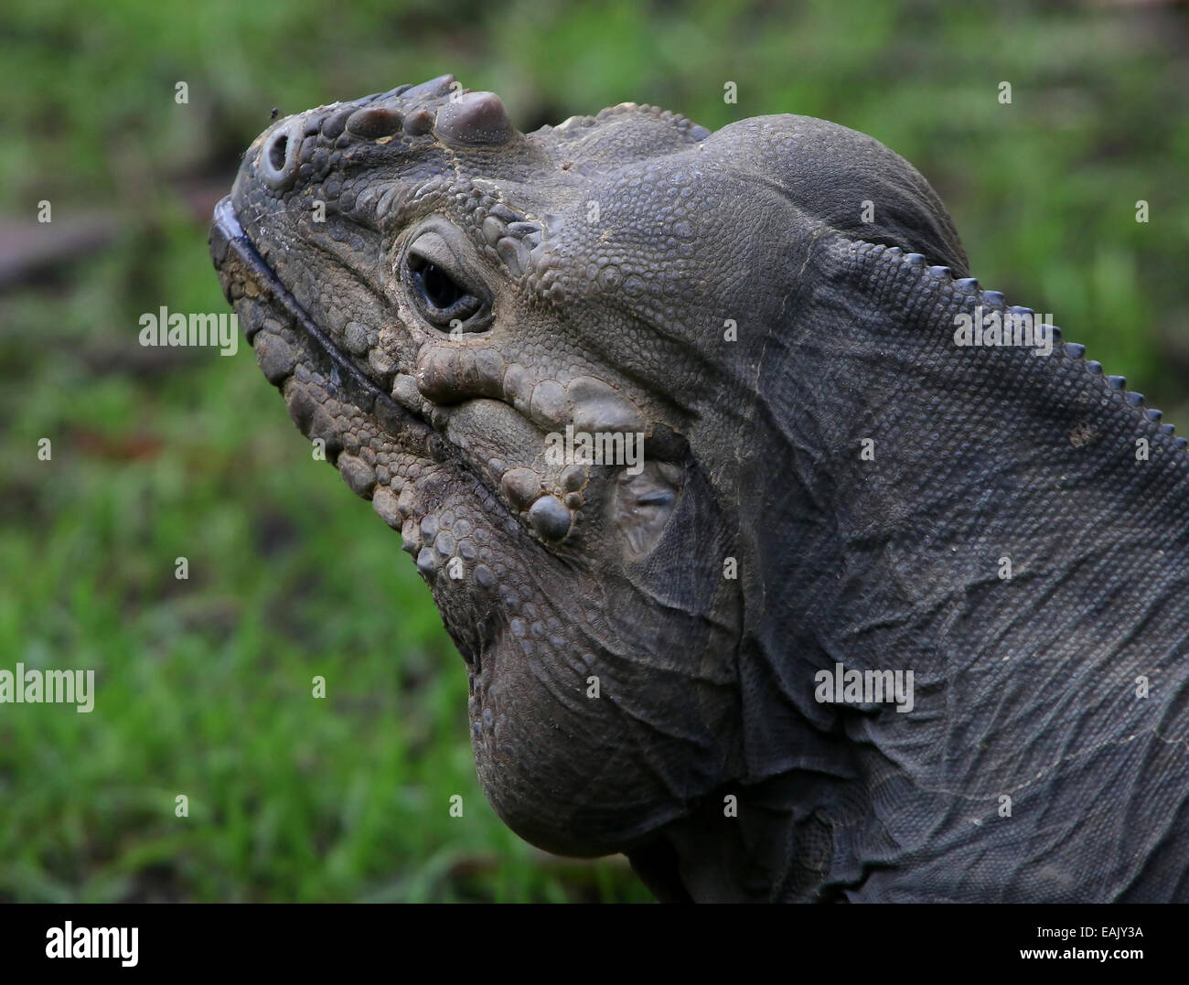 Close-up della testa di un rinoceronte dei Caraibi (iguana Cyclura cornuta) Foto Stock