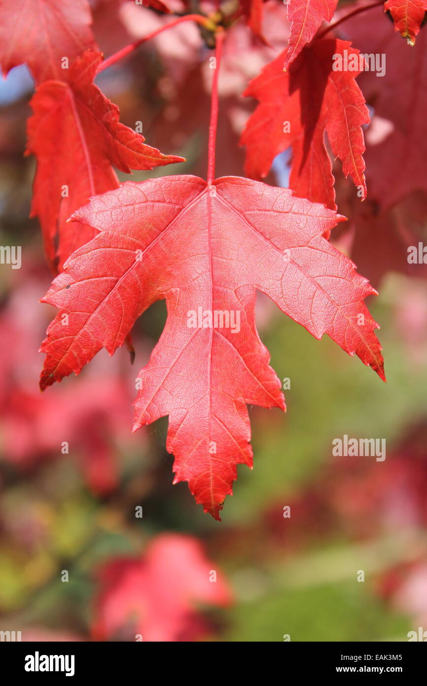 Rosso brillante maple leaf a Hillier's Gardens Foto Stock