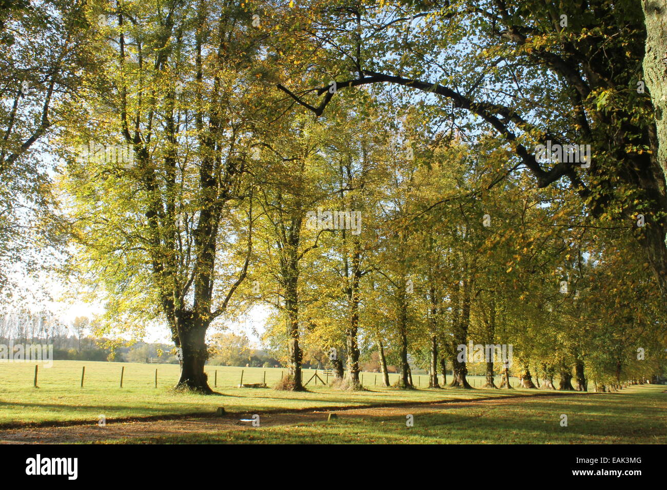 Viale di alberi a Hale Park, vicino Woodgreen, Fordingbridge, Hampshire, Inghilterra UK, nel nuovo Parco Nazionale della Foresta Foto Stock