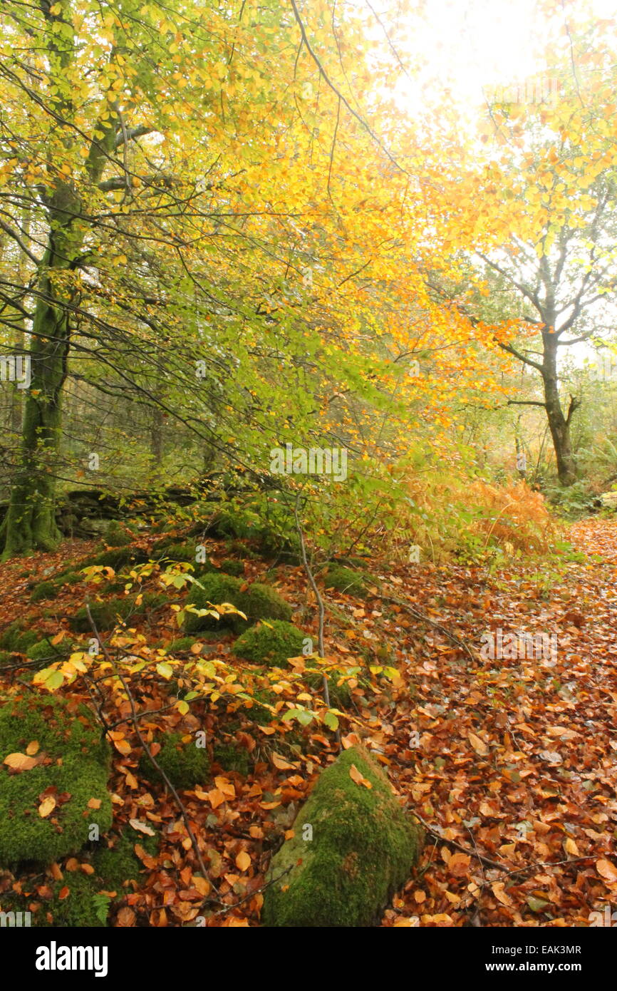 Faggi in autunno, Lledr Valley vicino a Dolwyddelan, Snowdonia National Park, North Wales, Regno Unito Foto Stock