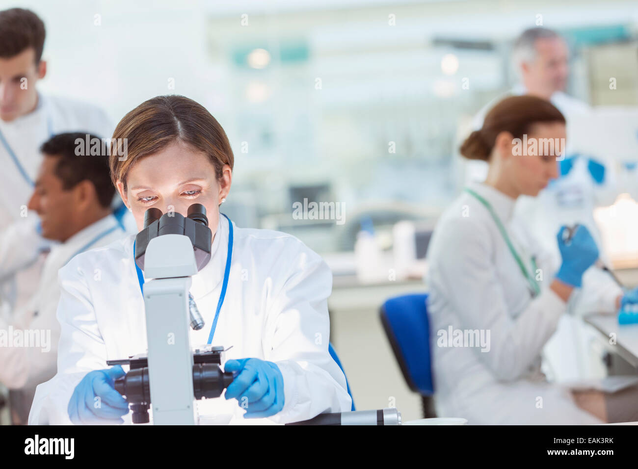 Scienziato campione esaminato al microscopio in laboratorio Foto Stock