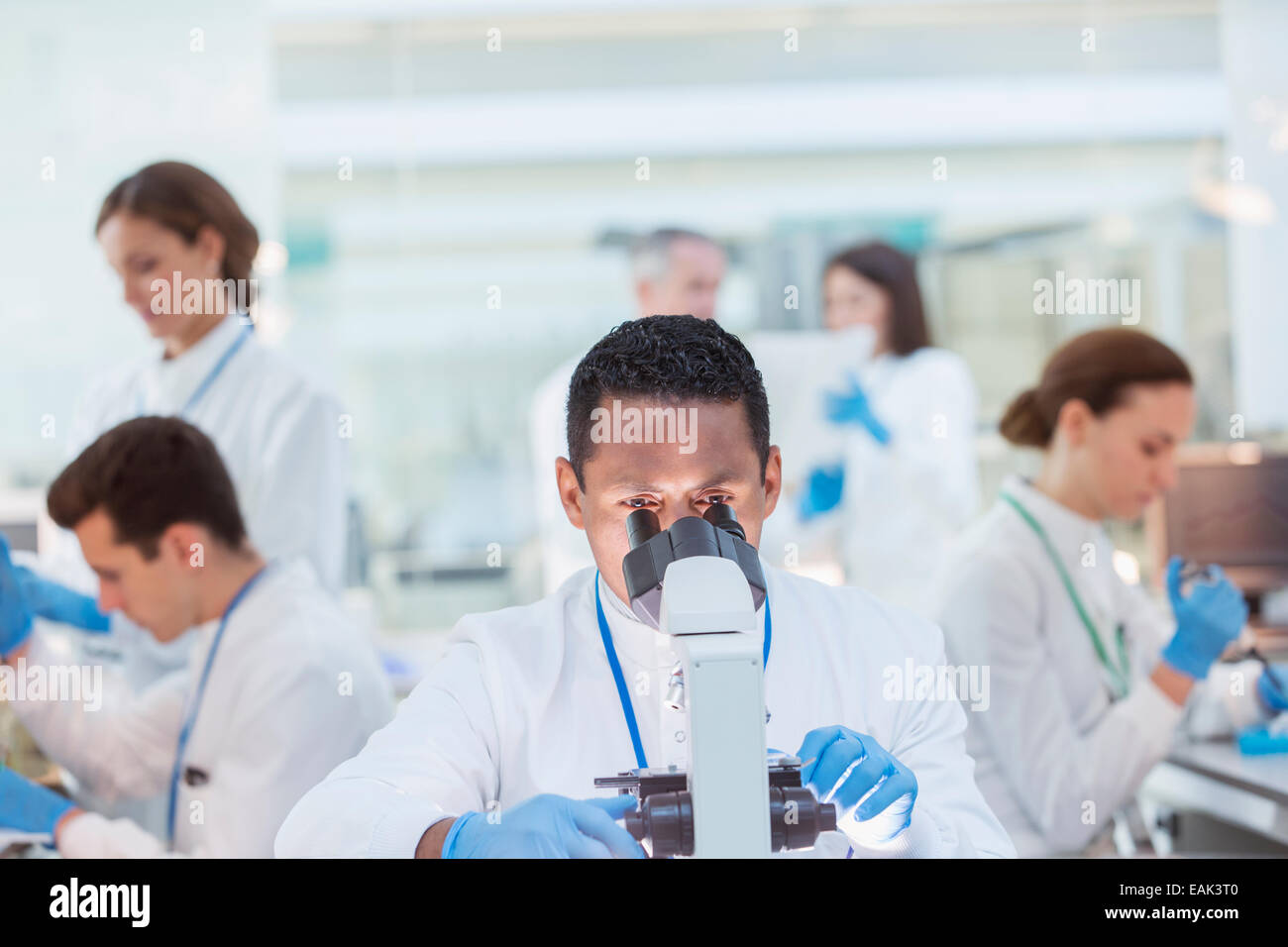 Scienziato campione esaminato al microscopio in laboratorio Foto Stock