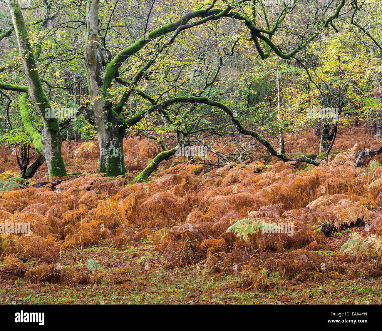New Forest National Park in autunno, Hampshire, Regno Unito Foto Stock