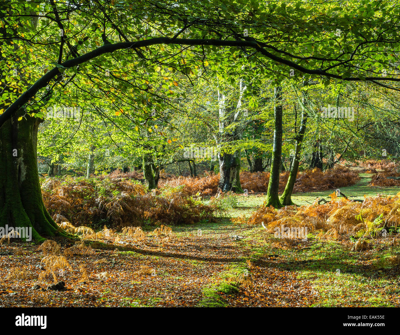 New Forest National Park in autunno, Hampshire, Regno Unito Foto Stock