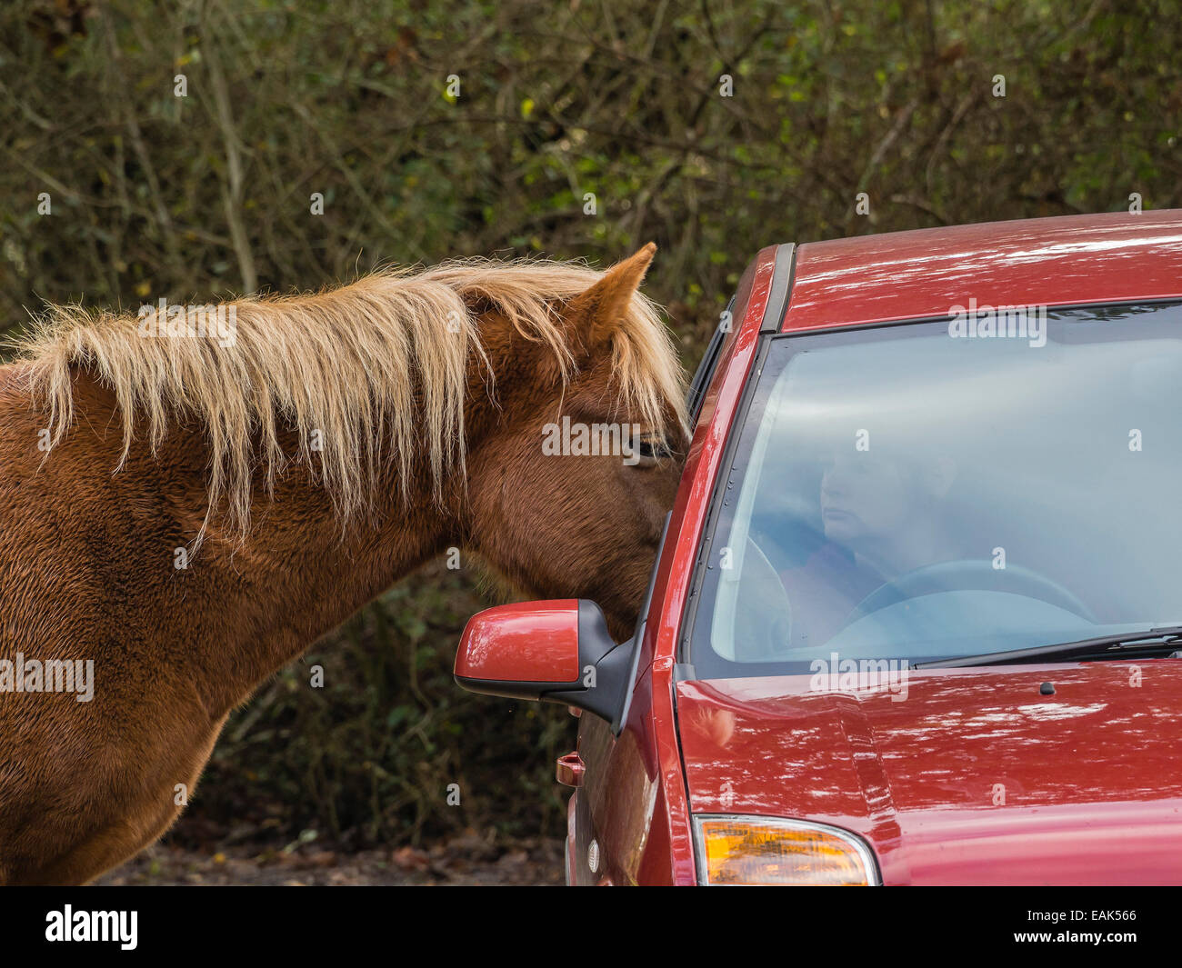 New Forest Pony alimentazione attraverso la finestra Auto, Hampshire, Regno Unito Foto Stock