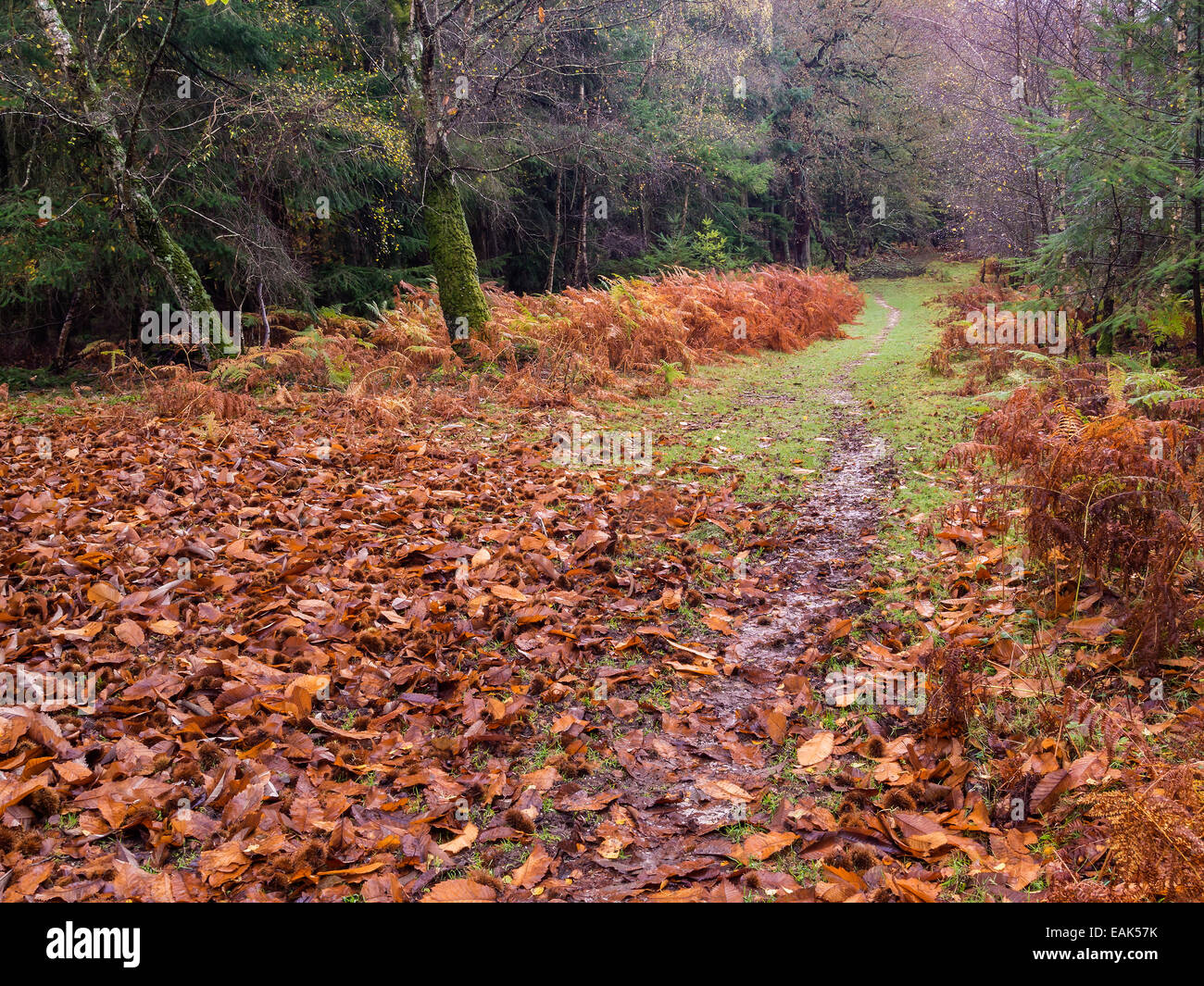 New Forest National Park in autunno, Hampshire, Inghilterra, Regno Unito Foto Stock