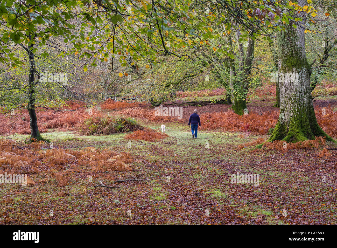 Signora a piedi un cane nel nuovo Parco Nazionale della Foresta in autunno, Hampshire, Inghilterra, Regno Unito Foto Stock