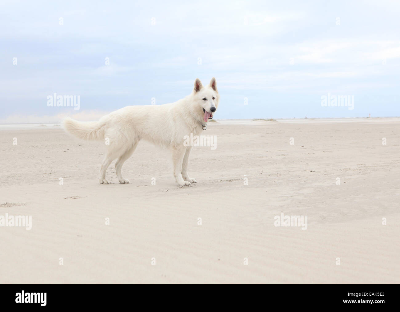 Bianco pastore tedesco giocando sulla spiaggia sabbiosa, cielo blu Foto Stock