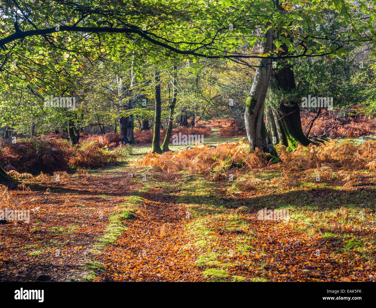 New Forest National Park in autunno, Hampshire, Inghilterra, Regno Unito Foto Stock