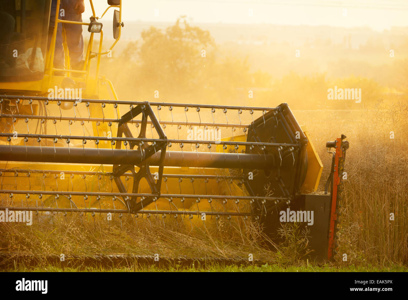 Raccolta di combinatore campo di grano in dettaglio Foto Stock