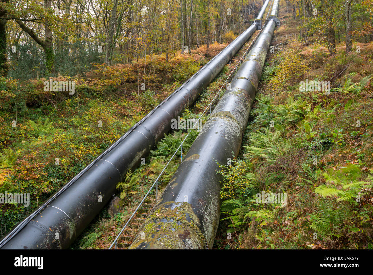 Potere idroelettrico. Tubi verso il basso versante attraverso la foresta. Maentwrog, il Galles del nord. Foto Stock