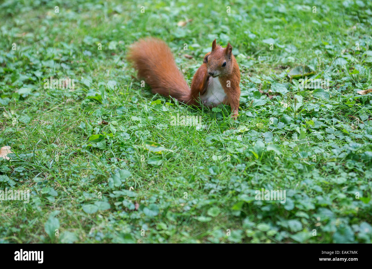 Lo scoiattolo nel Parco Lazienki a Varsavia, Polonia Foto Stock